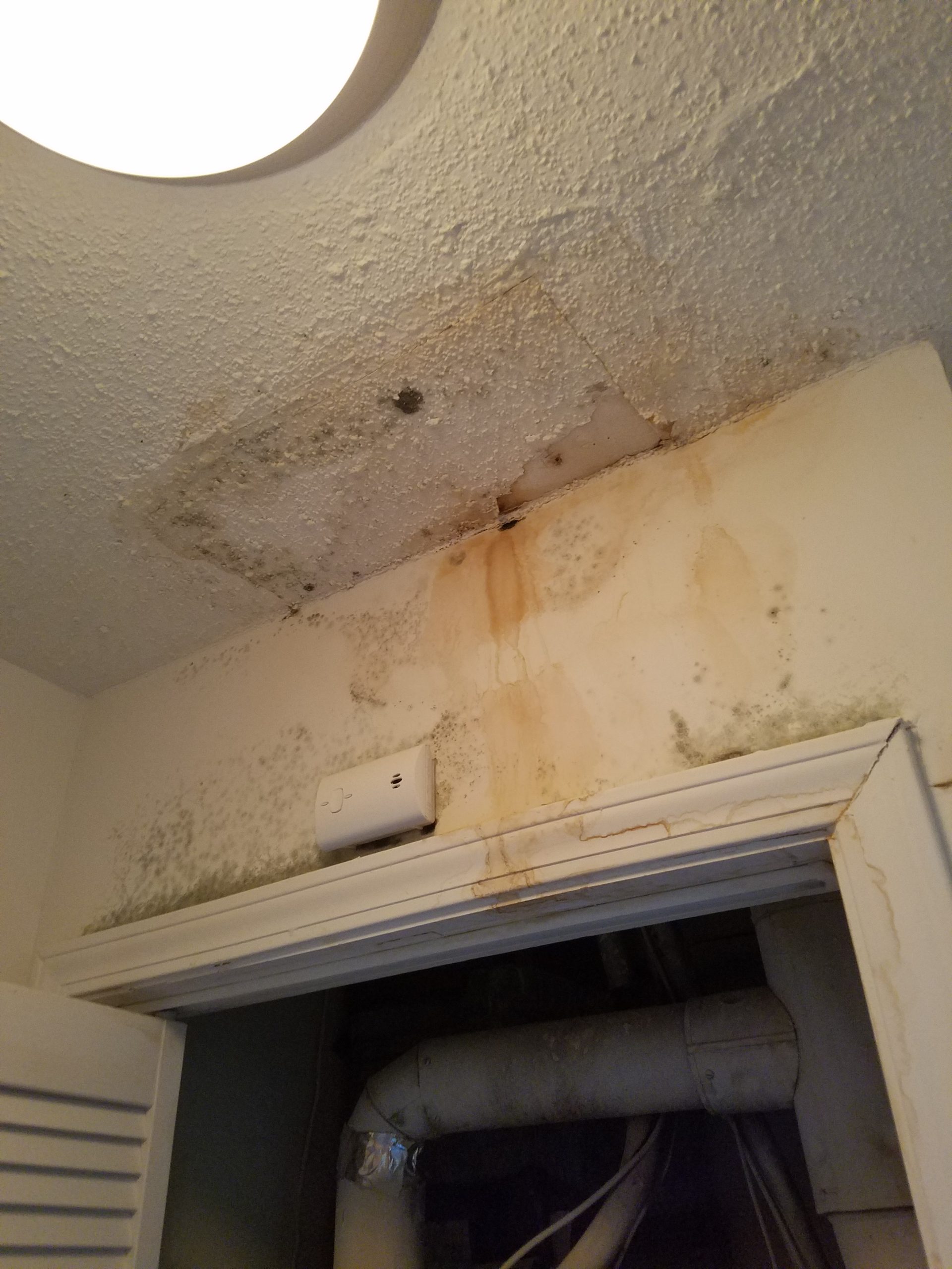 Mold Removal